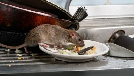 control de ratas y roedores